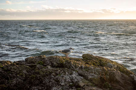 Seagull on the rocky shore of the sea at sunset.