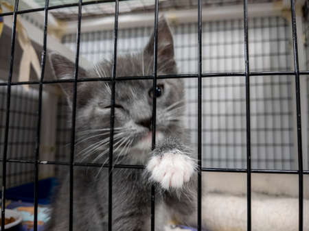 Adorable gray kitten staring out of the front of its kennel inside an animal shelterの写真素材