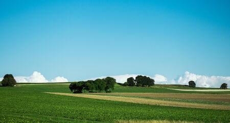 Green fields landscape with clear blue sky