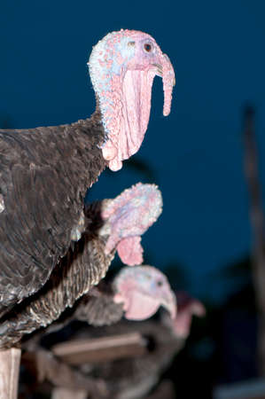 Turkeys Sleeping on Wood Rail in Farm