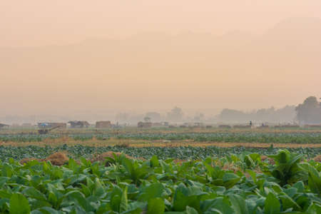 cabbage field in the sunrise sceneの写真素材
