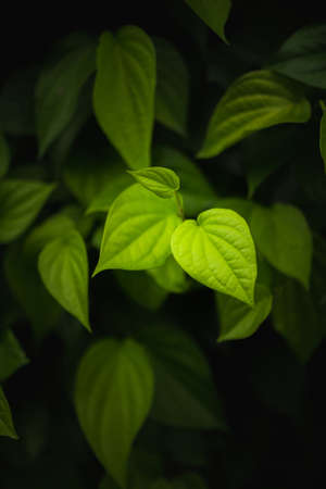 Green betel leaves in dramatic toneの写真素材