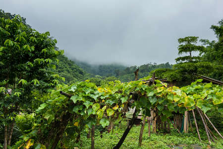 Chayote plant in the high land area in foggy and rainy morningの写真素材