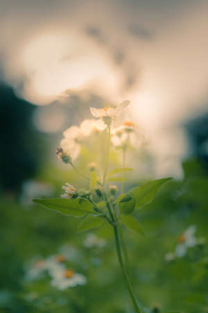 White flower shoot against the sun in vintage toneの写真素材