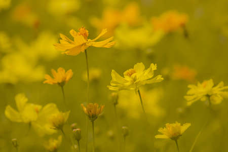 yellow cosmos flower in the gardenの写真素材