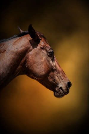 Horse head isolated on cloudy brown backgroundの写真素材