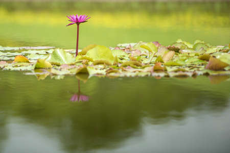 Pink Nymphaea lotus reflection on the waterの写真素材