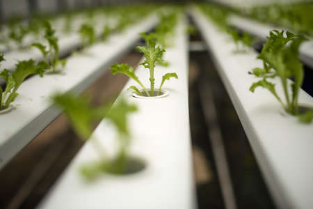 Hydroponics vegetable farm for healthy diet foodの写真素材