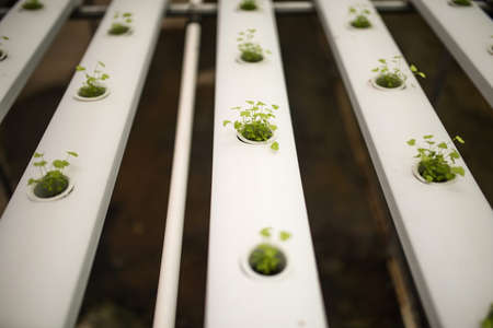Hydroponics vegetable farm for healthy diet foodの写真素材