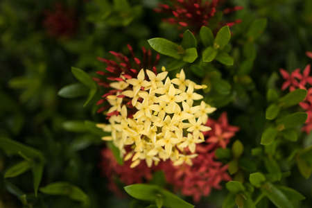 Yellow Ixora flower bouquetの写真素材
