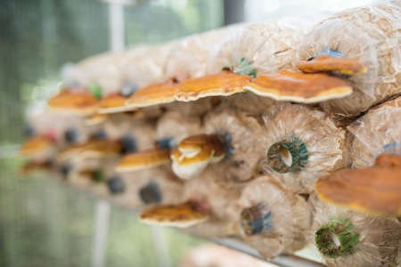 fresh lingzhi mushroom in the farmの写真素材