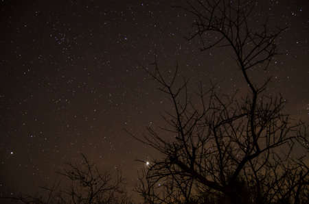 Baby tree under a star filled sky