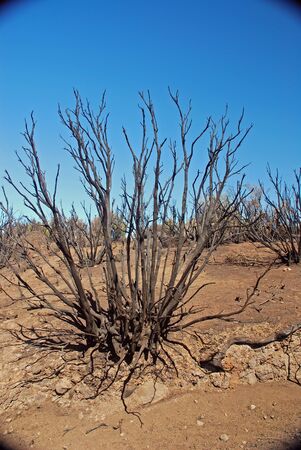 The burned trees of tenerifaの写真素材