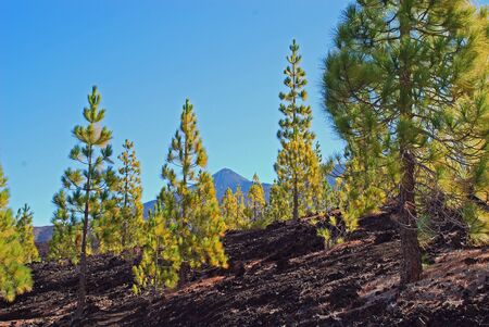 The famous national park of tenerifeの写真素材