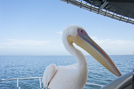 White Pelican photogrpahed on the Wavis Bay , Namibiaの写真素材