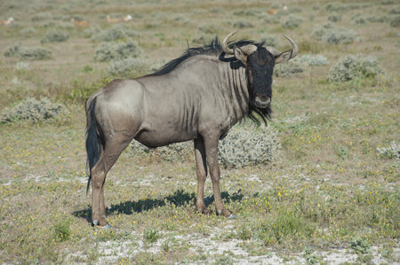 Gnau im Etosha NP , afrikaの写真素材