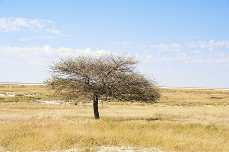 View over the Namib Rand Nature Reserve in namibiaの写真素材