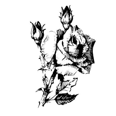Flower rose black Ink drawing illustration.のイラスト素材