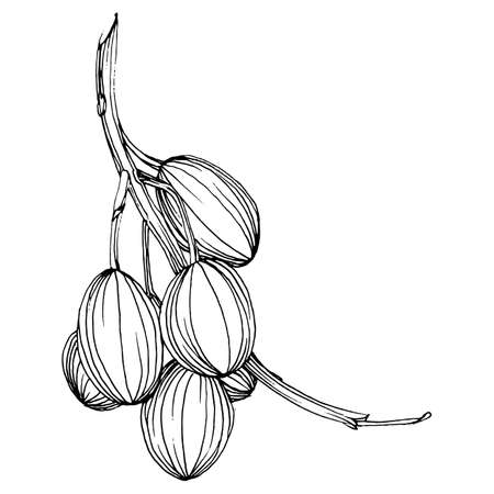 Olive sketch element. Olive branches isolated. Vector hand drawing illustration.のイラスト素材