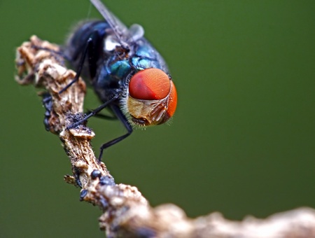 Fly Chrysomya megacephala with green background