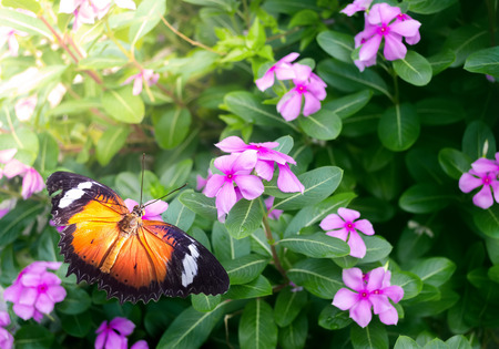 Butterfly on flower garden during summer at butterfly parkの写真素材