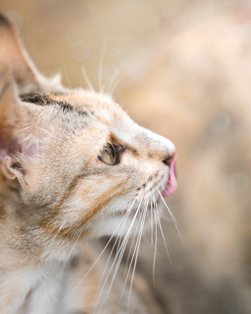 A hungry yellow tabby cat licking its mouth and noseの写真素材