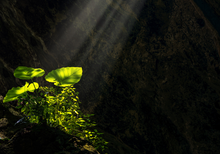 Taro leaves glowing and shining from sun ray enlighten the dark cave where its grow. Concept of miracle invention, hidden beauty and discovery. Colocasia esculentaの写真素材