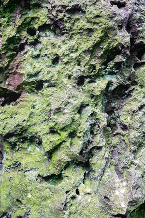 Moss and lichen growing on the karst rock. Sharp hard stone texture and background.の写真素材