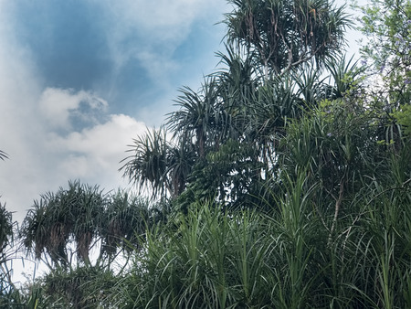 Screwpine Bush with Blue Sky. Pandanus tectorius Big Shrub Tree Growing Tallの写真素材