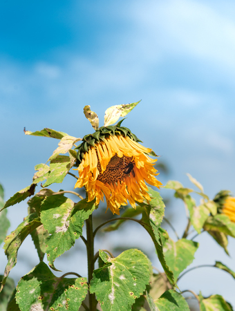 Ripe and Mature Sunflower Pass The Blossom Period at Floriculture Center Ready For Harvesting For its Seed.の写真素材