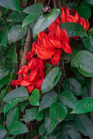 Scarlet Jade Vine That is Native to Papua New Guinea. Mucuna Bennettii Flowering Plant Known as Kuku Macan Flower Treeの写真素材