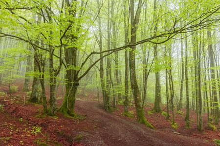 Spring is in the air, in Basque Countryの写真素材