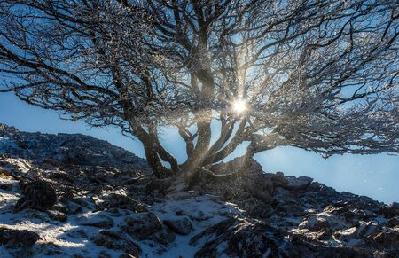 Backlighting in the snow