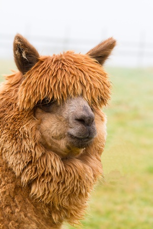 A brown Alpacaの写真素材