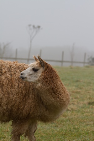 A brown Alpaca looking backwardsの写真素材