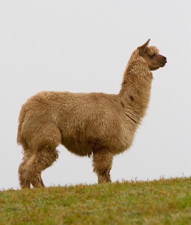 An Alpaca on the toip of a hillの写真素材