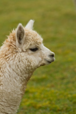 Aside view of an Alpaca 