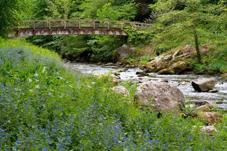 Bluebells at Watersmeet near Lynmouth Devonの写真素材