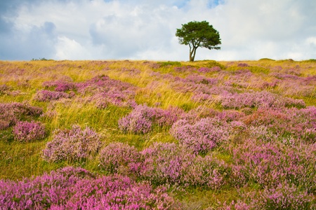 Purple heather and a lonely tree on the Quantock Hills in Somersetの写真素材