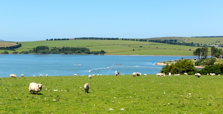 Shhep at Siblyback Lake near Liskeard Bodmin Moor Cornwall England UK where people enjoy sailing and...