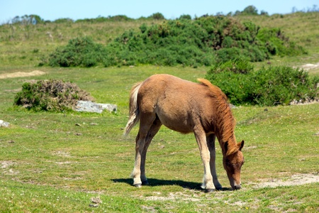 Pony Dartmoor National Park Devon の写真素材