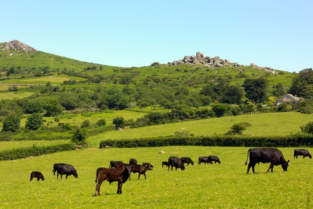 Animals and tors in the Dartmoor National Park Devonの写真素材