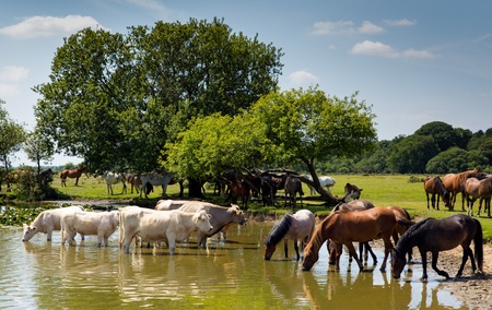 Ponies and cows cooling off in a lakeの写真素材