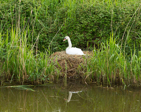 Mother swan on nest by reeds on a river bank only days from giving birth to cygnetsの写真素材