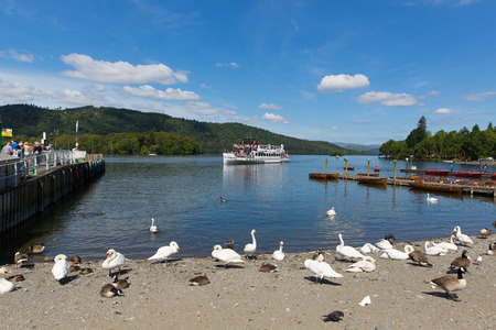 Birds swans and ducks Bowness on Windermere Cumbria UK popular tourism destinationのeditorial素材