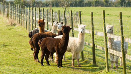 Group of  Alpaca standing by a fence brown and white in colourの写真素材