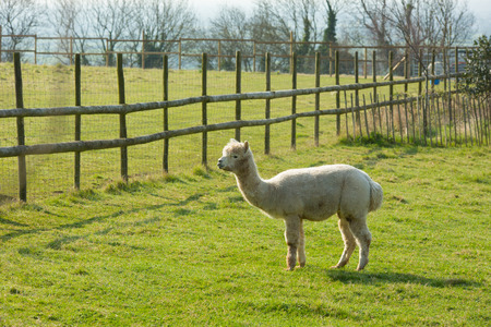 Alpaca like llama standing in a field by fenceの写真素材