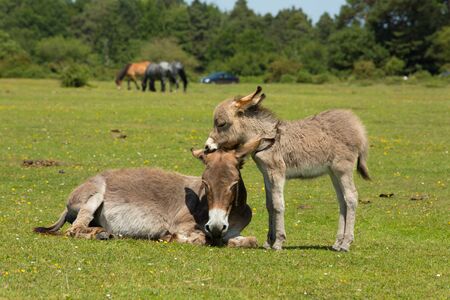 Mother and baby donkey showing love and affection in the New Forest Hampshire England UK in the summer sunshineの写真素材
