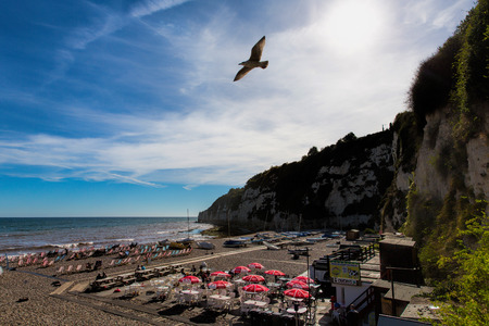 Seagull at Beer Devon England UK English coastal village on the Jurassic Coast a World Heritage Siteのeditorial素材