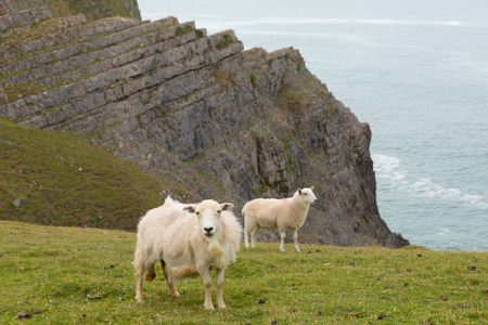 Welsh sheep the Gower coast Mewslade bayの写真素材